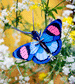 Peacock Butterfly Small Insect by studio ROOF