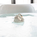 Small Swan  Natural Rubber Bathtoy by Natruba