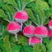 Radish Vegetable Iron-On Embroidered Patch by Petra Boase