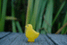 Wooden Chick by Holzwald