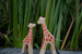 Wooden Giraffe by Holzwald