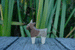 Wooden Goat by Holzwald