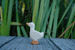 Wooden Gosling by Holzwald