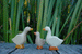 Wooden Gosling by Holzwald