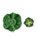 Kendall the Kale Comforter and Baby Teether by Oli and Carol