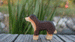 Wooden Bernese Mountain Dog by Holzwald