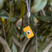 Pina Coolada  Rookie Digital Camera by Hoppstar