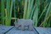 Wooden Baby Rhino by Holzwald