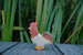 Wooden Rooster by Holzwald