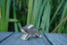 Wooden Rabbit Running by Holzwald