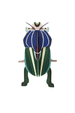 Mimela Scarab Beetle Small Insect by studio ROOF