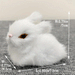 Fluffy White Bunny